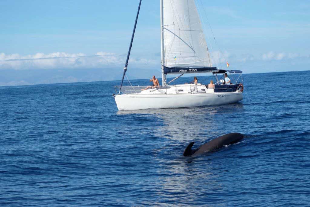 Excursión guiada y actividades en Tenerife, Islas Canarias - COOL SAILING - WHALE+DOLPHING - 3h slide 2