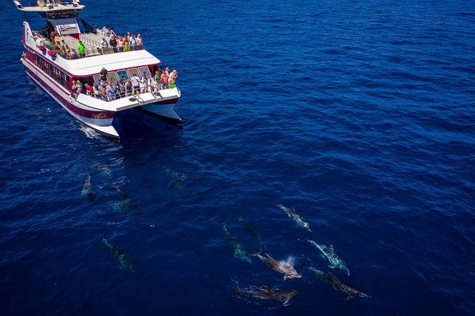 Excursión guiada y actividades en Tenerife, Islas Canarias - Eco Safari de Avistamiento de Delfines y Ballenas