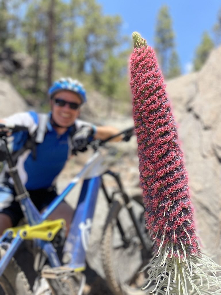 Excursión guiada y actividades en Tenerife, Islas Canarias - Ruta en E-MTB Fácil por el Bosque desde Vilaflor