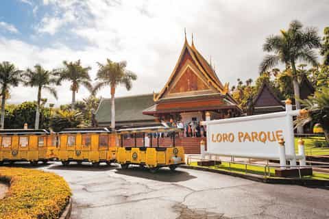 Rejs statkiem i oglądanie delfinów w Costa Adeje na południu Teneryfy - Loro Parque z Transportem - Wycieczka do Zoo