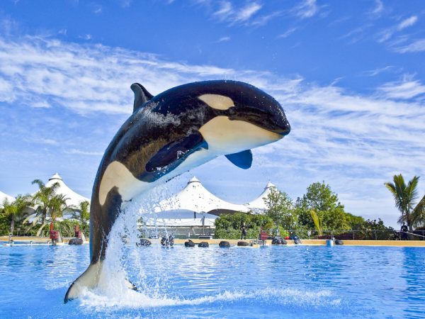 Rejs statkiem i oglądanie delfinów w Costa Adeje na południu Teneryfy - Loro Parque z Transportem - Wycieczka do Zoo slide 2