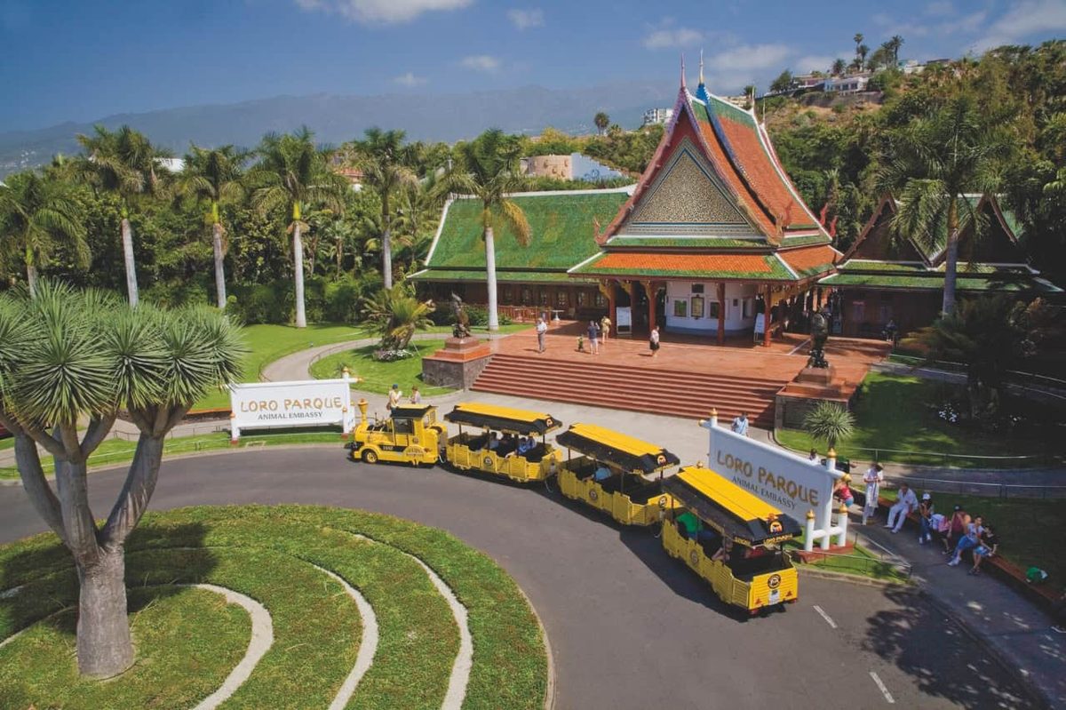 Rejs statkiem i oglądanie delfinów w Costa Adeje na południu Teneryfy - Loro Parque z Transportem - Wycieczka do Zoo slide 3