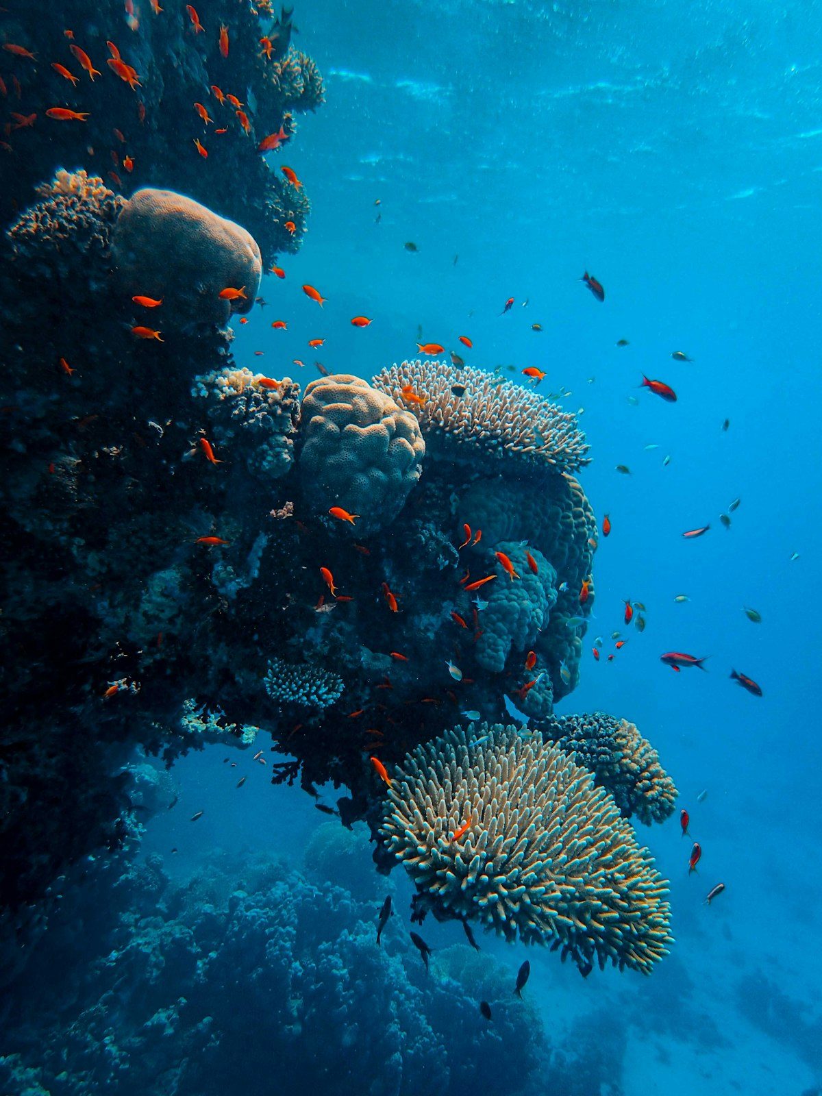 Paseo en barco y avistamiento de cetáceos en Costa Adeje, Tenerife sur - Curso de Buceo PADI - Obtenga su Licencia slide 2