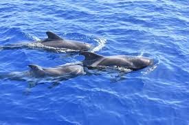 Excursión guiada y actividades en Tenerife, Islas Canarias - WHITE DREAMS - WHALE+DOLPHING - 3h slide 3
